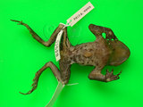 中文名:盤古蟾蜍(00002560)學名:Bufo bankorensis Barbour,1908(00002560)中文別名:台灣蟾蜍、癩蛤蟆、中華大蟾蜍英文名:Central formosan toad