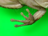 中文名:斯文豪氏蛙(00001719)學名:Odorrana swinhoana Boulengeer,1903(00001719)中文別名:尖鼻赤蛙、棕背赤蛙、棕背蛙、棕背臭蛙英文名:Swinhoes frog