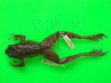 中文名:斯文豪氏蛙(00000203)學名:Odorrana swinhoana Boulengeer,1903(00000203)中文別名:尖鼻赤蛙、棕背赤蛙、棕背蛙、棕背臭蛙英文名:Swinhoes frog