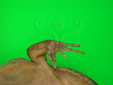 中文名:長腳赤蛙(00000351)學名:Rana longicrus Stejneger,1898(00000351)中文別名:長肢林蛙英文名:Long-legged frog