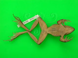 中文名:長腳赤蛙(00000351)學名:Rana longicrus Stejneger,1898(00000351)中文別名:長肢林蛙英文名:Long-legged frog