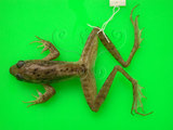 中文名:長腳赤蛙(00001267)學名:Rana longicrus Stejneger,1898(00001267)中文別名:長肢林蛙英文名:Long-legged frog