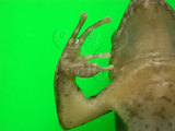 中文名:梭德氏赤蛙(00000153)學名:Rana sauteri Boulenger,1909(00000153)中文別名:梭德氏蛙英文名:Sauters brown frog