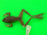 中文名:梭德氏赤蛙(00000153)學名:Rana sauteri Boulenger,1909(00000153)中文別名:梭德氏蛙英文名:Sauters brown frog