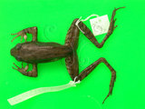 中文名:梭德氏赤蛙(00002975)學名:Rana sauteri Boulenger,1909(00002975)中文別名:梭德氏蛙英文名:Sauters brown frog