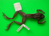 中文名:褐樹蛙(00000604)學名:Buergeria robusta (Boulenger,1909)(00000604)中文別名:壯溪樹蛙英文名:Brown treefrog