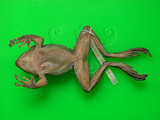 中文名:褐樹蛙(00000178)學名:Buergeria robusta (Boulenger,1909)(00000178)中文別名:壯溪樹蛙英文名:Brown treefrog