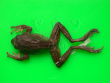 中文名:褐樹蛙(00000178)學名:Buergeria robusta (Boulenger,1909)(00000178)中文別名:壯溪樹蛙英文名:Brown treefrog