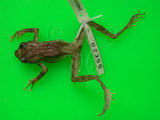 中文名:面天樹蛙(00000642)學名:Kurixalus idiootocus Kuramato & Wang, 1987(00000642)中文別名:面天小樹蛙英文名:Temple treefrog