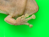 中文名:莫氏樹蛙(00001694)學名:Rhacophorus moltrechti Boulenger,1908(00001694)中文別名:台灣樹蛙英文名:Moltrechtis green treefrog