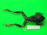 中文名:莫氏樹蛙(00001694)學名:Rhacophorus moltrechti Boulenger,1908(00001694)中文別名:台灣樹蛙英文名:Moltrechtis green treefrog