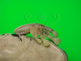 中文名:莫氏樹蛙(00001458)學名:Rhacophorus moltrechti Boulenger,1908(00001458)中文別名:台灣樹蛙英文名:Moltrechtis green treefrog