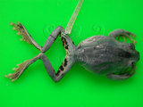 中文名:莫氏樹蛙(00001458)學名:Rhacophorus moltrechti Boulenger,1908(00001458)中文別名:台灣樹蛙英文名:Moltrechtis green treefrog