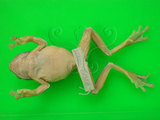 中文名:翡翠樹蛙(00000626)學名:Rhacophorus prasinatus Mou, Risch & Lue,1983(00000626)英文名:Emerald green treefrog