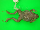 中文名:史丹吉氏小雨蛙(00000189)學名:Micryletta steinegeri (Boulenger,1909)(00000189)中文別名:德力姬蛙英文名:Stejngers narrow-mouthed toad##Stejngers paddy frog##