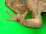 中文名:黑眶蟾蜍(00002472)學名:Duttaphrynus melanostictus(00002472)中文別名:癩蛤蟆英文名:Spectacled toad