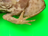 中文名:黑眶蟾蜍(00000268)學名:Duttaphrynus melanostictus(00000268)中文別名:癩蛤蟆英文名:Spectacled toad