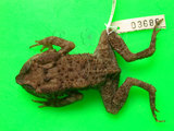 中文名:黑眶蟾蜍(00000268)學名:Duttaphrynus melanostictus(00000268)中文別名:癩蛤蟆英文名:Spectacled toad