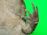 中文名:古氏赤蛙(00001023)學名:Limnonectes fujianensis(00001023)中文別名:大頭蛙英文名:Kuhliis fanged frog