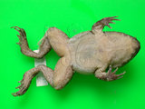 中文名:古氏赤蛙(00001023)學名:Limnonectes fujianensis(00001023)中文別名:大頭蛙英文名:Kuhliis fanged frog