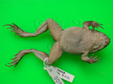 中文名:古氏赤蛙(00001567)學名:Limnonectes fujianensis(00001567)中文別名:大頭蛙英文名:Kuhliis fanged frog