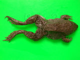 中文名:虎皮蛙(00002486)學名: i Hoplobatrachus rugulosus /i (00002486)中文別名:田蛙英文名:Indian bullfrog