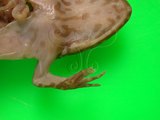 中文名:虎皮蛙(00001381)學名: i Hoplobatrachus rugulosus /i (00001381)中文別名:田蛙英文名:Indian bullfrog