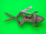 中文名:虎皮蛙(00001381)學名: i Hoplobatrachus rugulosus /i (00001381)中文別名:田蛙英文名:Indian bullfrog