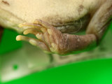 中文名:澤蛙(00002554)學名: i Fejervarya limnocharis /i (00002554)中文別名:田蛙,水雞英文名:Rice field frog