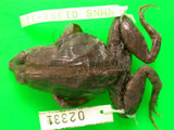中文名:澤蛙(00002554)學名: i Fejervarya limnocharis /i (00002554)中文別名:田蛙,水雞英文名:Rice field frog