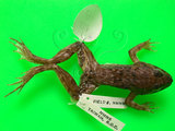 中文名:澤蛙(00000334)學名: i Fejervarya limnocharis /i (00000334)中文別名:田蛙,水雞英文名:Rice field frog