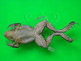 中文名:金線蛙(00001620)學名:Pelophylax fukienensis(00001620)英文名:Green pond frog