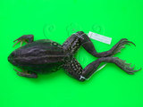 中文名:金線蛙(00001620)學名:Pelophylax fukienensis(00001620)英文名:Green pond frog