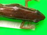中文名:台北赤蛙(00001958)學名:Hylarana taipehensis(00001958)中文別名:神蛙英文名:Taipei frog
