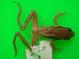中文名:台北赤蛙(00002413)學名:Hylarana taipehensis(00002413)中文別名:神蛙英文名:Taipei frog