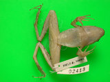 中文名:腹斑蛙(00002417)學名:Babina adenopleura(00002417)英文名:Olive frog