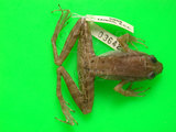 中文名:腹斑蛙(00002417)學名:Babina adenopleura(00002417)英文名:Olive frog