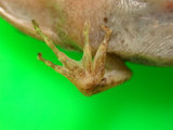 中文名:腹斑蛙(00001394)學名:Babina adenopleura(00001394)英文名:Olive frog