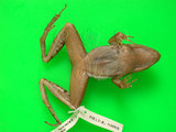 中文名:腹斑蛙(00001394)學名:Babina adenopleura(00001394)英文名:Olive frog