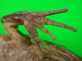 中文名:貢德氏蛙(00002476)學名:Hylarana guentheri(00002476)中文別名:沼蛙英文名:Guenthers frog