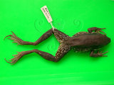 中文名:貢德氏蛙(00002476)學名:Hylarana guentheri(00002476)中文別名:沼蛙英文名:Guenthers frog