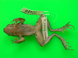 中文名:拉都希氏蛙(00002909)學名:Hylarana latouchii(00002909)中文別名:闊褶蛙英文名:Latouches frog
