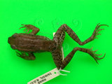 中文名:拉都希氏蛙(00002909)學名:Hylarana latouchii(00002909)中文別名:闊褶蛙英文名:Latouches frog