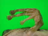中文名:布氏樹蛙(00002523)學名:Polypedates megacephalus(00002523)中文別名:斑腿樹蛙英文名:White lippd treefrog