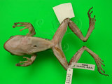 中文名:布氏樹蛙(00002523)學名:Polypedates megacephalus(00002523)中文別名:斑腿樹蛙英文名:White lippd treefrog