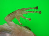 中文名:布氏樹蛙(00000251)學名:Polypedates braueri(00000251)中文別名:斑腿樹蛙英文名:White lippd treefrog