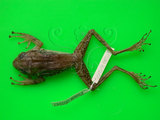 中文名:布氏樹蛙(00000251)學名:Polypedates braueri(00000251)中文別名:斑腿樹蛙英文名:White lippd treefrog