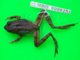 中文名:日本樹蛙(00000098)學名:Buergeria japonica(00000098)中文別名:日本溪樹蛙英文名:Japanese Buergers frog