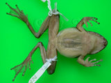 中文名:日本樹蛙(00000258)學名:Buergeria japonica(00000258)中文別名:日本溪樹蛙英文名:Japanese Buergers frog