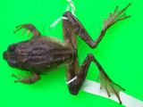 中文名:日本樹蛙(00000258)學名:Buergeria japonica(00000258)中文別名:日本溪樹蛙英文名:Japanese Buergers frog